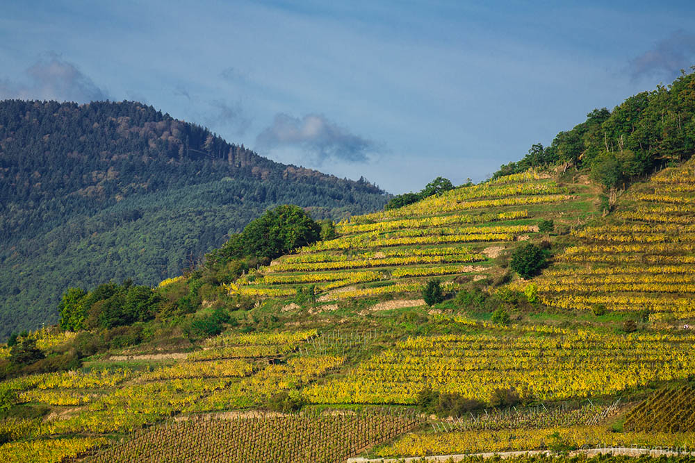 SchlossbergVendanges